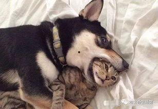 郑州爆料猫咪事件视频,爱心救助引发网友热议  第1张